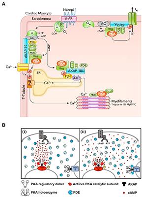 Tuning the Consonance of Microscopic Neuro-Cardiac Interactions Allows the Heart Beats to Play Countless Genres